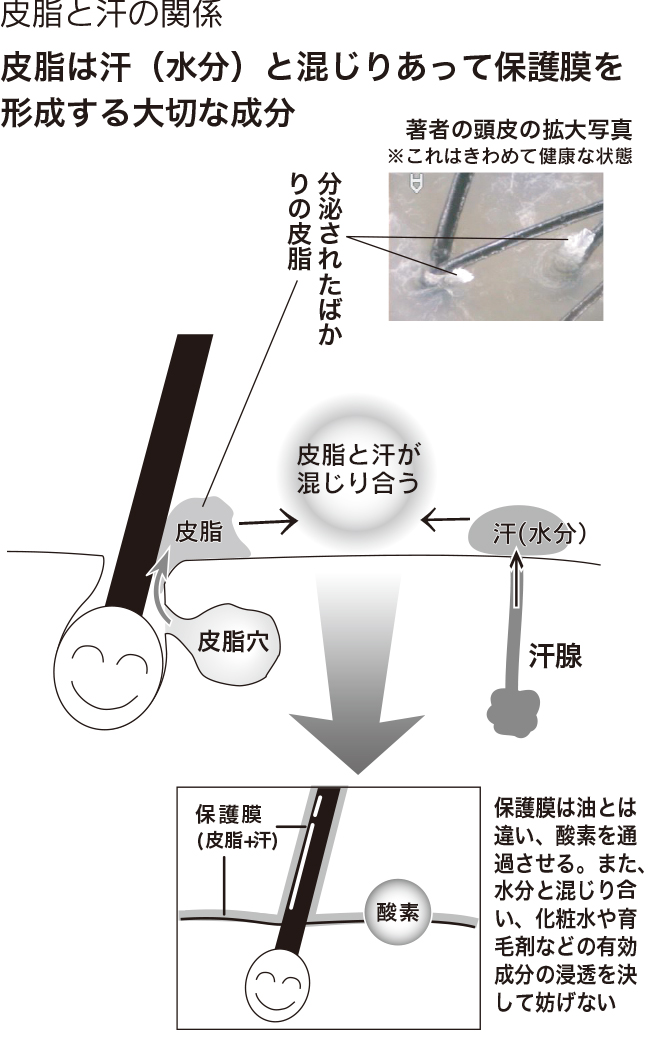 皮脂と汗の関係