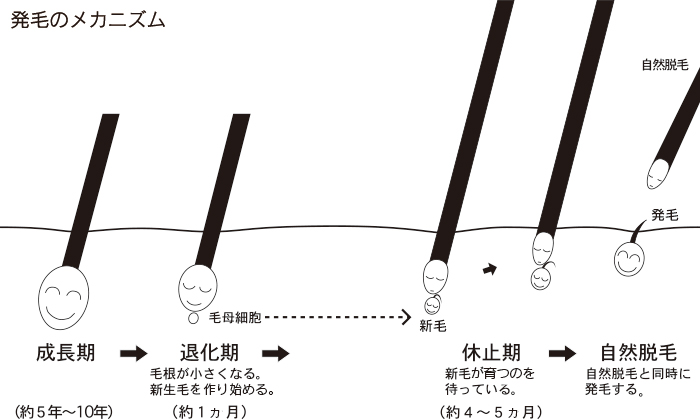 発毛のメカニズム