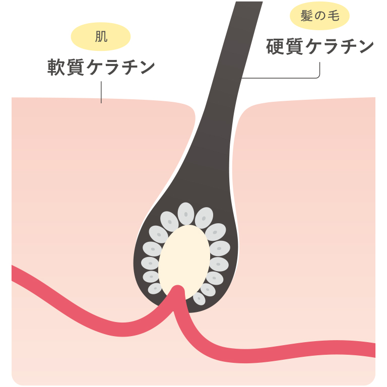 髪と肌の成分は同じ