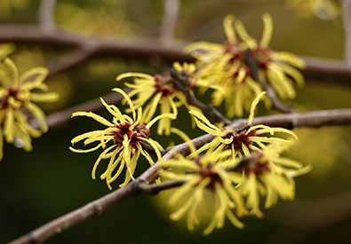 14種類の植物エキス配合