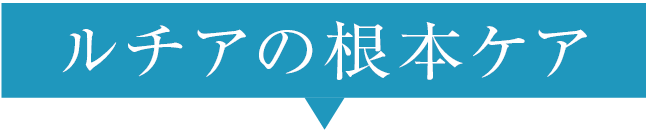 ルチアの根本ケア
